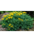 Sedum rupestre Nanum у рокарії